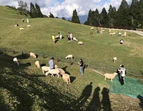 青青草原国产,绿色生态与和谐发展的奇迹之旅